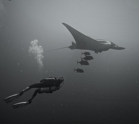 Buceando con mantas oceánicas Revillagigedo