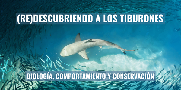 Curso (RE)DESCUBRIENDO A LOS TIBURONES