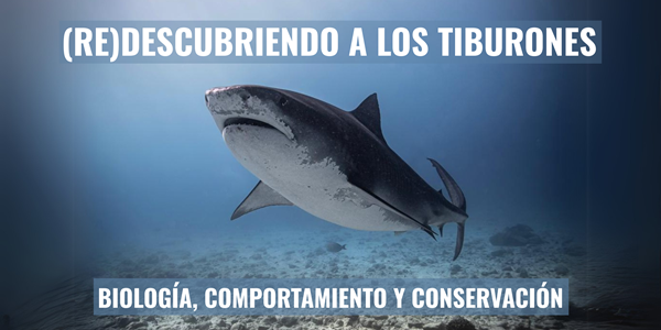 Curso (RE)DESCUBRIENDO A LOS TIBURONES