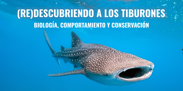 Curso (RE)DESCUBRIENDO A LOS TIBURONES
