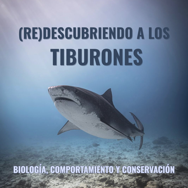 Portada curso redescubriendo a los tiburones