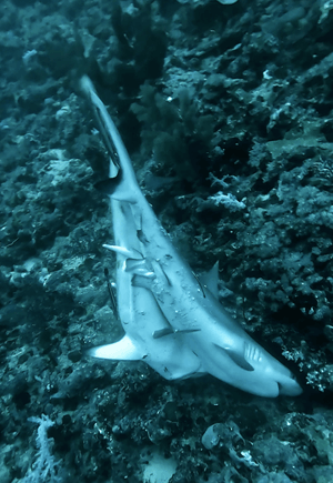 reproduccion tiburones: dos tiburones grises copulando
