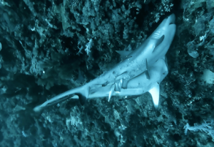 Buceo en Arabia Saudí: un encuentro único con tiburones grises apareándose