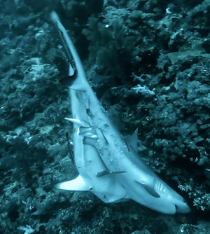 Inmobilidad tonica reproduccion tiburones