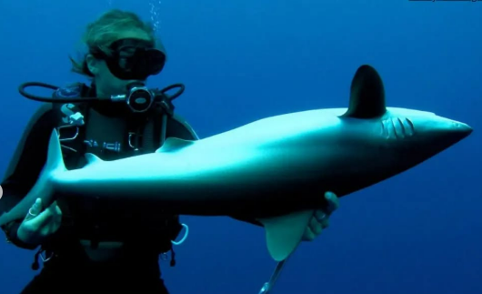Inmobilidad tonica en un tiburón volteandolo boca arriba