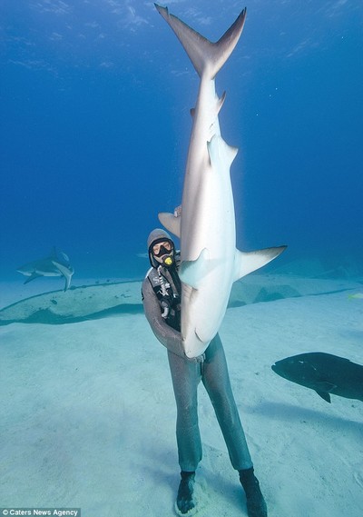 Tonic inmobility in sharks