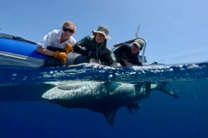 Inmovilidad tónica en tiburones: la ciencia detrás de la parálisis de los escualos